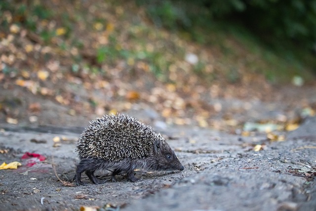 羅斯在國際 羅斯在國際