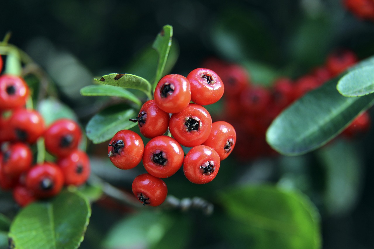 法兰克福竞 法兰克福竞